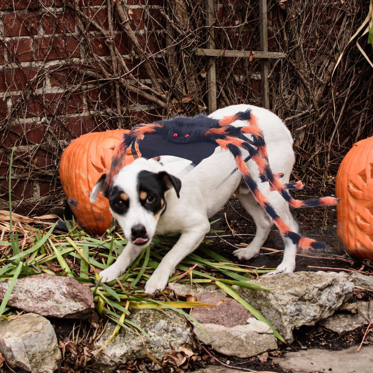 Pet spider costume for dogs and cats